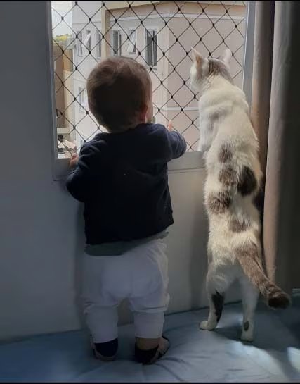 Bebé y gato seguros